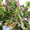 Cây cacao trồng xen trong vườn dừa của một hộ nông dân ở Bến Tre Ảnh minh họa. (Ảnh: Đình Huệ/TTXVN)