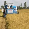 Dự báo năm 2010, xuất khẩu gạo có thể đạt khoảng 6,6 triệu tấn, tương đương 3,1 tỷ USD. (Ảnh: Huy Hoàng/TTXVN)