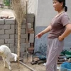 Chú cừu hai chân cùng bà chủ Cui Jinxiu. (Nguồn TT&VH)