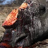 Một con tê giác bị giết để lấy sừng. (Ảnh internet)