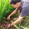 Với chiếc bẫy chuột không cần mồi, lão nông Trần Quang Thiều đã có nguồn thu nhập đáng kể. (Ảnh: Trung Hiền/Vietnam+)