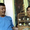 Chú chim khuyên này của anh Tuấn từng đoạt nhiều giải và đã được trả giá 25 triệu đồng. (Ảnh: Trung Hiền/Vietnam+)