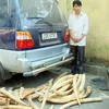 Một vụ buôn bán ngà voi đã bị bắt giữ tại Việt Nam. (Ảnh: TRAFFIC cung cấp)