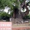 Cây dã hương nghìn tuổi ở Bắc Giang sẽ được "phong tước" là cây di sản. (Nguồn: Internet)