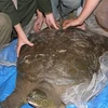 Sau khi thoát trận lũ lịch sử năm 2008, cụ rùa ở hồ Đồng Mô lại đối mặt với hiểm họa nước cạn. (Ảnh: Tim McCormack)