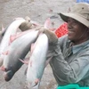 Thu hoạch cá tra tại Đồng bằng sông Cửu Long. (Ảnh: Internet)