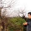 Một nông dân bên cây đào thế cổ thụ đang trước nguy cơ không nở kịp dịp Tết Nguyên đán. (Ảnh: Trung Hiền/Vietnam+)