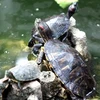 Rùa tai đỏ đang hoành hành tại hồ Gươm. (Ảnh: Thế Duyệt/TTXVN)