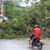 Dư chấn của bão Côn Sơn khiến nhiều cây xanh trên một số tuyến phố bị đổ (Ảnh: Sơn Bách/Vietnam+)