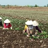 Bà con nông dân tiến hành thu hoạch vụ mùa khoai lang tím. (Ảnh: Minh Thúy/Vietnam+)