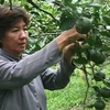 Chị Lưu Thị Quyên đang tỉ mẩn chăm sóc vườn cam đang chờ ngày thu hoạch. (Ảnh: Việt Hùng/Vietnam+)