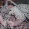 Tê Tê là một trong những "nạn nhân" của tình trạng săn bắt, buôn bán động vật hoang dã trái phép. (Ảnh: Hùng Võ/Vietnam+)