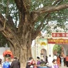 Cây bồ đề Quỳnh Đô (Thanh Trì, Hà Nội) được phong tặng cây di sản. (Ảnh: PV/Vietnam+)