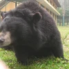 Việc các cá thể gấu con được sinh ra trong môi trường nuôi nhốt, sẽ khiến “ngành công nghiệp mật gấu” kéo dài. (Ảnh: Hùng Võ/Vietnam+) 