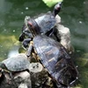 Rùa tai đỏ du nhập vào Việt Nam gây nhiều tác hại cho hệ sinh thái. (Ảnh: TTXVN)