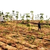 Cây cao su được trồng ồ ạt tại Tây Nguyên. (Ảnh: Hùng Võ/Vietnam+)