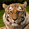 Cần sớm hành động ở cấp toàn cầu để bảo vệ loài hổ