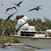 Đội cứu hộ động vật chăm sóc cho những chú chim bị dính dầu tại Vịnh Barataria, bang Louisiana trong thảm hỏa tràn dầu tại Vịnh Mexico. (Ảnh: AFP/TTXVN)