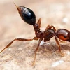 Loài kiến cũng có "phân cấp địa vị" trong xã hội