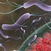Vi khuẩn Helicobacter Pylori đóng vai trò quan trọng trong việc ngăn ngừa bệnh suyễn cuống phổi. (Nguồn: Internet)
