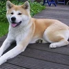 Giống chó Akita. (Nguồn: Internet)