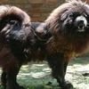 Một con Chó ngao Tây Tạng (Nguồn: Internet)