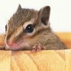 Loại bỏ gen RGS14 sẽ giúp chuột ghi nhớ tốt hơn. (Nguồn: Internet)