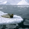 Lớp băng của Bắc Băng Dương ngày càng tan chảy nhiều hơn. (Nguồn: Internet)