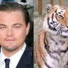 DiCaprio luôn được biết tới là nhà hoạt động bảo vệ loài hổ rất tích cực. (Nguồn: Internet) 