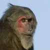 Loài khỉ mặt đỏ. (Nguồn: Internet)
