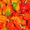 Giống ớt cay nhất thế giới Trinidad Scorpion Butch T. (Nguồn: Internet)