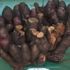 Cà Mau: Đào được củ khoai ngọt nặng hơn 25kg
