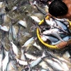 Thu hoạch cá tra nguyên liệu tại Ô Môn, Cần Thơ. (Nguồn: Duy Khương/TTXVN)