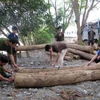 Các lực lượng chức năng kiểm tra số gỗ không có hồ sơ hợp pháp do chủ hàng Nguyễn Khánh Hùng chở trên đường đi tiêu thụ. (Ảnh: PV/Vietnam+)