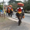 Đàn voi chở du khách đi dạo trên một đoạn của khu phố cổ. (Ảnh: Ngọc Tiến/Vietnam+)