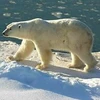 Gấu trắng Bắc Cực. (Nguồn: Internet)