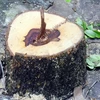 Một gốc cây gỗ sưa bị chặt. (Nguồn: Internet)