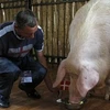 "Lợn tiên tri" Funtik. (Nguồn: Reuters)