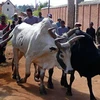 Nạn trộm gia súc đang gia tăng ở Madagascar. (Nguồn: lonelyplanet.com)