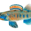 Loài cá nước ngọt Etheostoma Obama. (Nguồn: mk.ru)