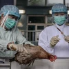 Nhân viên y tế lấy mẫu máu gà xét nghiệm để thử phản ứng với virus H7N9 tại Hong Kong, khu vực biên giới với đại lục ngày. (Nguồn: AFP/TTXVN)