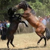 Lễ hội đấu ngựa Hà Giang thu hút sự quan tâm lớn