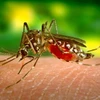 Virus Tây sông Nile là căn bệnh lây lan do muỗi nhiễm bệnh truyền sang người. Ảnh minh họa. (Nguồn: forbes)