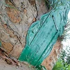 Một tấm bia mộ vừa được sơn xanh (Nguồn: Chinadaily)