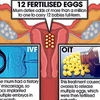 Hình vẽ tử cung của người mẹ với 12 trứng đã được thụ thai. (Ảnh: TT&VH)