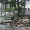 Sau khi bão đi qua, các hộ dân tích cực thu dọn cây đổ trên đường phố. (Ảnh: Thế Lập/TTXVN). 