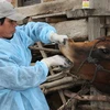 Cán bộ thú y chữa bệnh cho bò bị bệnh lở mồm ở làng Kon Rờ Bàng 2. (Ảnh: Trần Lê Lâm/TTXVN) 