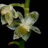 Cây phong lan nhỏ nhất thế giới có đường kính chỉ khoảng 2,1mm. (Ảnh: dailymail.co.uk)