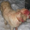 Chú chó Angel bị thương sau khi cứu chủ. (Ảnh: doggyblogging.com)