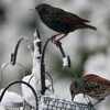 Những bất thường ở loài chim sẽ giúp cảnh báo sớm nguy cơ biến đổi khí hậu. (Ảnh minh họa: Getty Images)